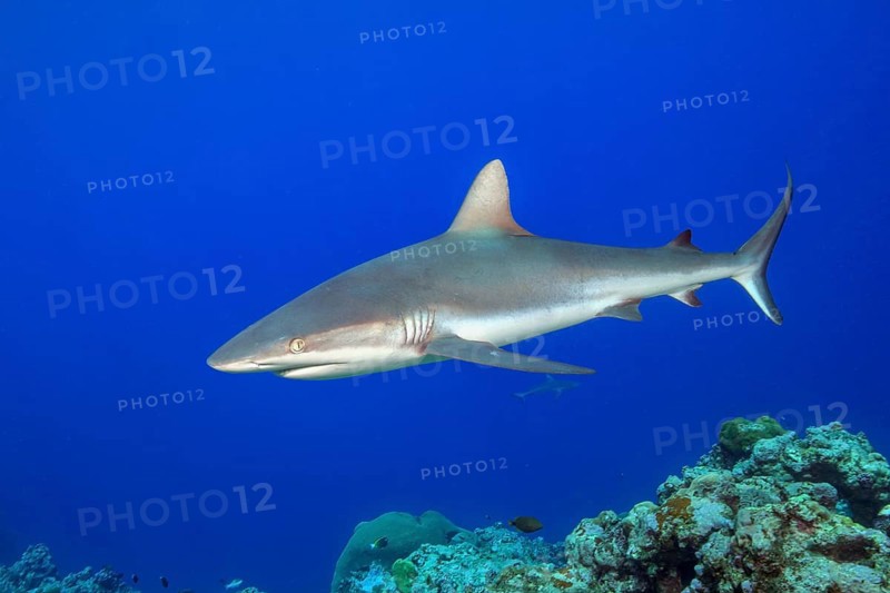 Underwater photo of Grey reef shark (Carcharhinus amblyrhynchos) swimming over reef edge edge of tropical coral reef at up to 8850 m deep Yap Trench in western Pacific Ocean turns directly in front of viewer, Pacific Ocean, Yap Island, Yap State, Caroline Islands, FSM, Federated States of Micronesia, Australia, Oceania