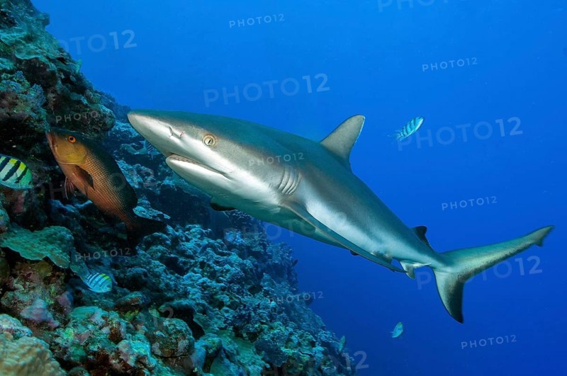 Underwater photo of large specimen of great Grey reef shark (Carcharhinus amblyrhynchos) swimming along reef edge edge of tropical coral reef at up to 8850 m deep Yap Trench in western Pacific Ocean directly past viewer, Pacific Ocean, Yap Island, Yap State, Caroline Islands, FSM, Federated States of Micronesia, Australia, Oceania