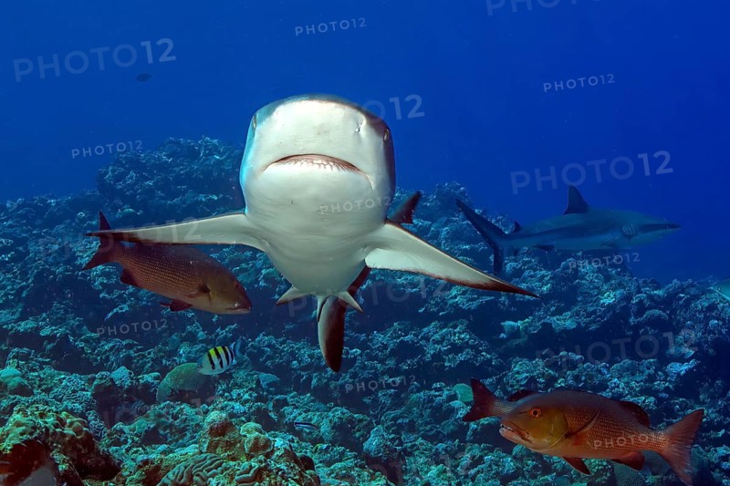 Underwater photo of Grey reef shark (Carcharhinus amblyrhynchos) swimming with spread fins slightly open mouth with visible teeth over tropical coral reef directly towards viewer, tropical seas, Red Sea, Indian Ocean, Indo-Pacific, Pacific Ocean