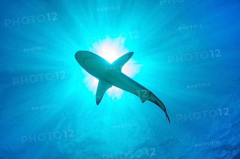 Underwater photo of view from depth to sea surface on underside of Grey reef shark swimming through sunspot sunlight over past viewer through blue water sea, above sun rays, tropical seas, Red Sea, Indian Ocean, Indo-Pacific, Pacific Ocean