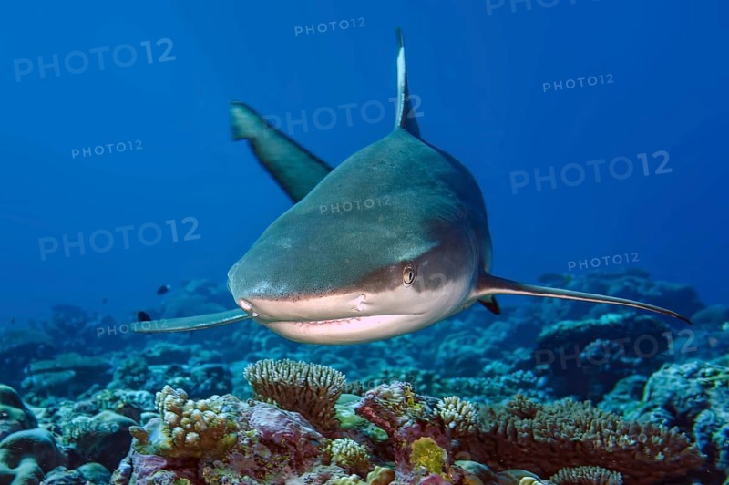 Underwater photo of large blacktip reef shark (Carcharhinus melanopterus) Blacktip reef shark shows aggressive behaviour swims with spread pectoral fins slightly open mouth mock attack directly towards viewer, Pacific Ocean, Yap Island, Yap State, Caroline Islands, FSM, Federated States of Micronesia, Australia, Oceania
