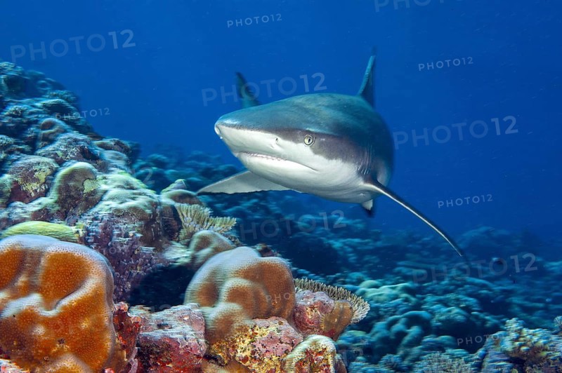 Blacktip reef shark (Carcharhinus melanopterus) Blacktip reef shark swimming with spread fins Shark fins searching for prey through coral reef, Pacific Ocean, Yap Island, Yap State, Caroline Islands, FSM, Federated States of Micronesia, Australia, Oceania