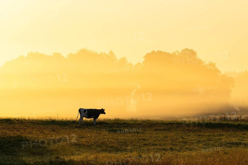 Morning atmosphere over the pasture, fog, domestic cattle (Bos taurus) on the pasture, Pfrunger-Burgweiler Ried, Baden-Württemberg, Germany