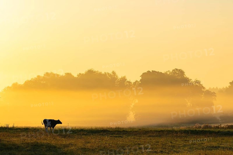 Morning atmosphere over the pasture, fog, domestic cattle (Bos taurus) on the pasture, Pfrunger-Burgweiler Ried, Baden-Württemberg, Germany