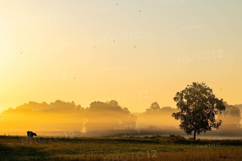 Morning atmosphere over the pasture, fog, domestic cattle (Bos taurus) on the pasture, Pfrunger-Burgweiler Ried, Baden-Württemberg, Germany