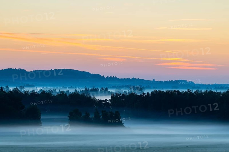 Morning atmosphere in the moor, mixed forest, birch (Betula), birch family (Betulaceae), wet meadow, dawn, fog, Pfrunger-Burgweiler Ried, Baden-Württemberg, Germany