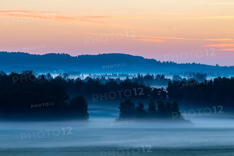Morning atmosphere in the moor, mixed forest, birch (Betula), birch family (Betulaceae), wet meadow, dawn, fog, Pfrunger-Burgweiler Ried, Baden-Württemberg, Germany