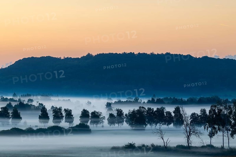 Morning atmosphere in the moor, birch trees (Betula), birch family (Betulaceae), wet meadow, dawn, fog, Pfrunger-Burgweiler Ried, Baden-Württemberg, Germany