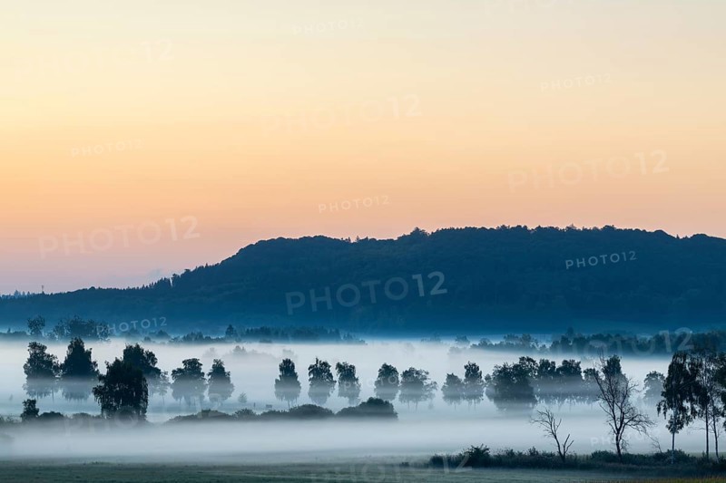 Morning atmosphere in the moor, birch trees (Betula), birch family (Betulaceae), wet meadow, dawn, fog, Pfrunger-Burgweiler Ried, Baden-Württemberg, Germany
