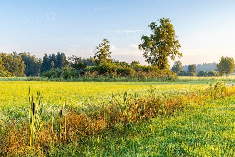 Drainage ditch in wet meadow, cattail (Typha), sweet grasses (Poaceae), fog, birch, birch family (Betulaceae), Wilhelmsdorf, Pfrunger-Burgweiler Ried, Baden-Württemberg, Germany