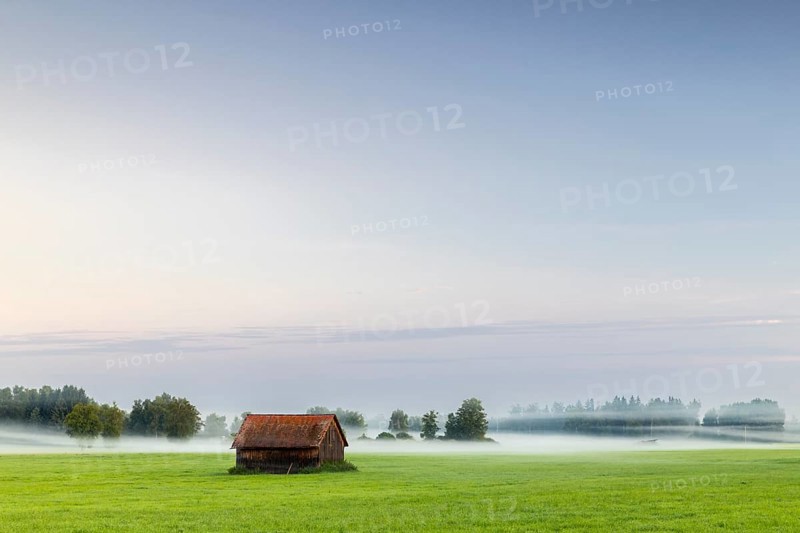 Wooden hut in wet meadow, fog, birch, birch family (Betulaceae), Wilhelmsdorf, Pfrunger-Burgweiler Ried, Baden-Württemberg, Germany