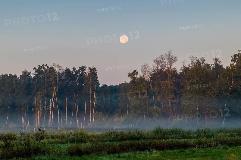 Morning atmosphere in the moor, full moon over the forest, fog, birch (Betula), birch family (Betulaceae), Pfrunger-Burgweiler Ried, Baden-Württemberg, Germany