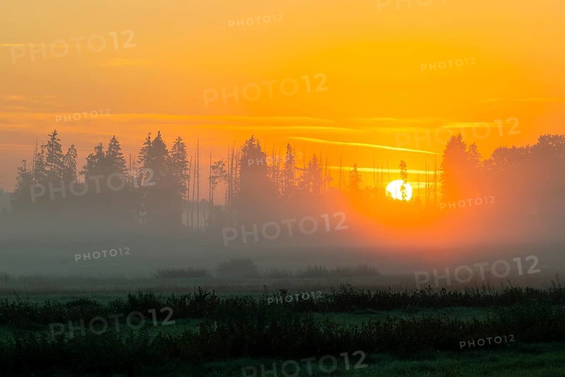 Morning atmosphere in the moor, mixed forest, sunrise, dawn, fog, Pfrunger-Burgweiler Ried, Baden-Württemberg, Germany
