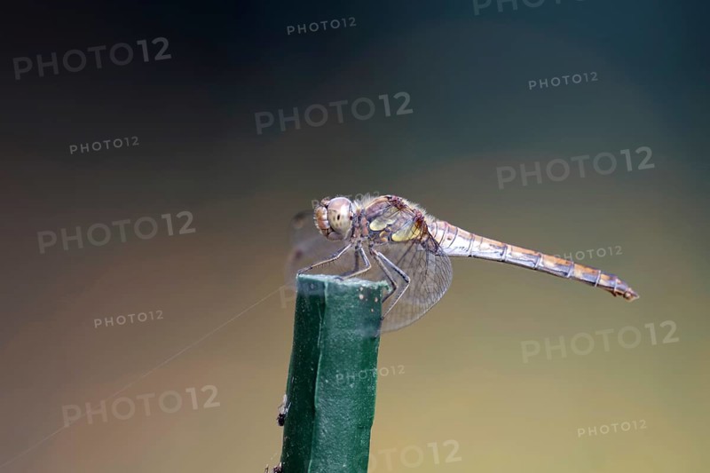 Vagrant darter (Sympetrum vulgatum), female, macro, Germany, The dragonfly sits on a green stick