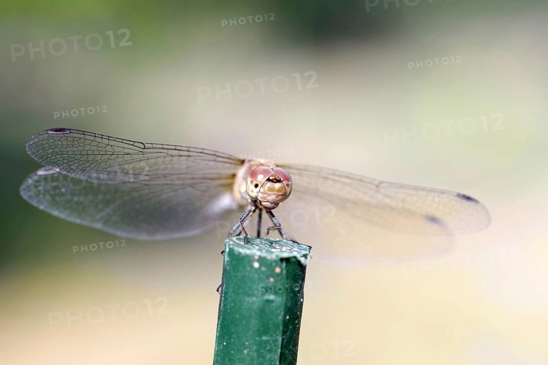 Vagrant darter (Sympetrum vulgatum), female, from the front, macro, Germany, front view of a dragonfly with its compound eyes