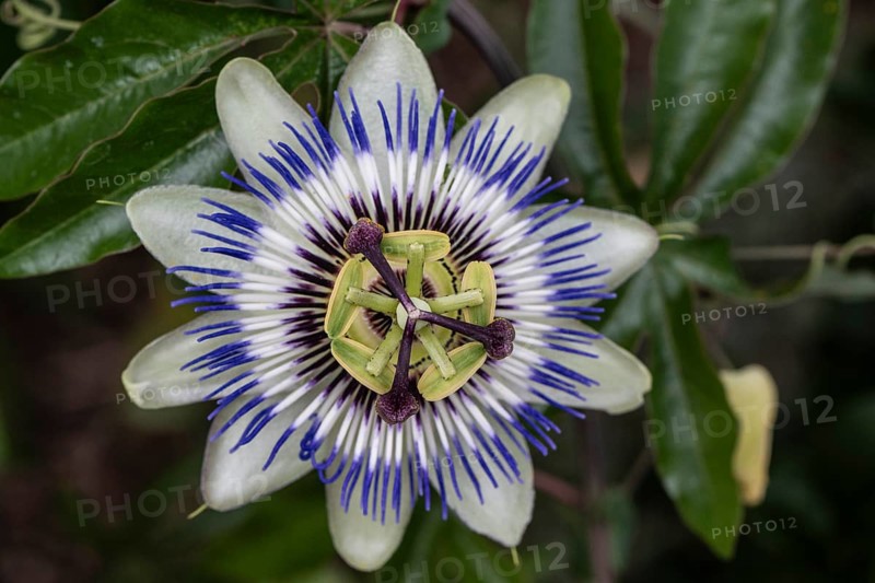 Passion flower (Passiflora caerulea), Emsland, Lower Saxony, Germany