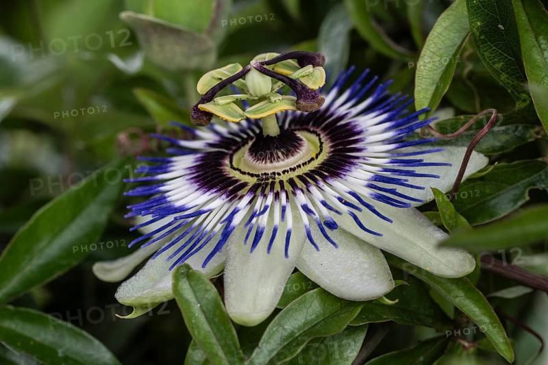Passion flower (Passiflora caerulea), Emsland, Lower Saxony, Germany