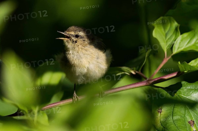 A chiffchaff (Phylloscopus collybita), young bird, sitting on a branch amidst green leaves and singing in the sun, Hesse, Germany