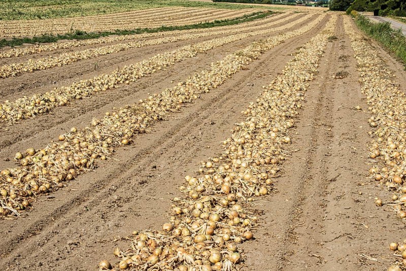Yellow onions lying in rows in fields for drying in Ystad municipality, Skåne county, Sweden, Scandinavia