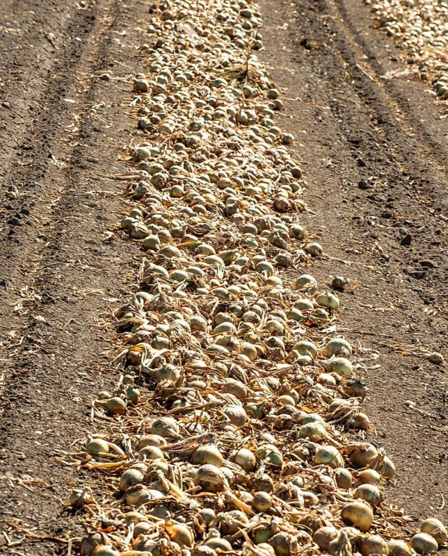 Yellow onions lying in rows in fields for drying in Ystad municipality, Skåne county, Sweden, Scandinavia