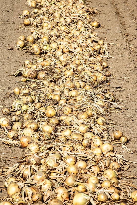 Yellow onions lying in rows in fields for drying in Ystad municipality, Skåne county, Sweden, Scandinavia