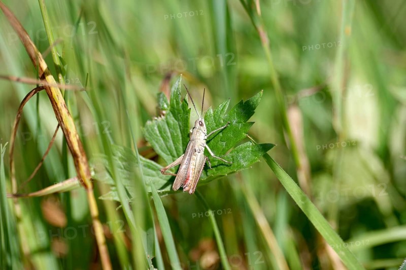 Meadow grasshopper (Chorthippus dorsatus), male, meadow, summer, Germany, The grasshopper is sitting on a green leaf