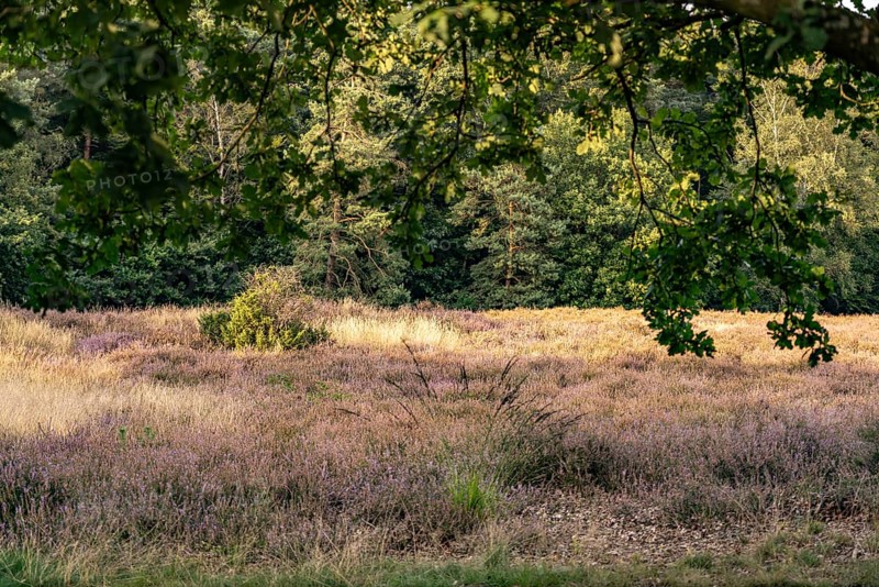 Westruper Heide nature reserve in Haltern am See, North Rhine-Westphalia, Germany
