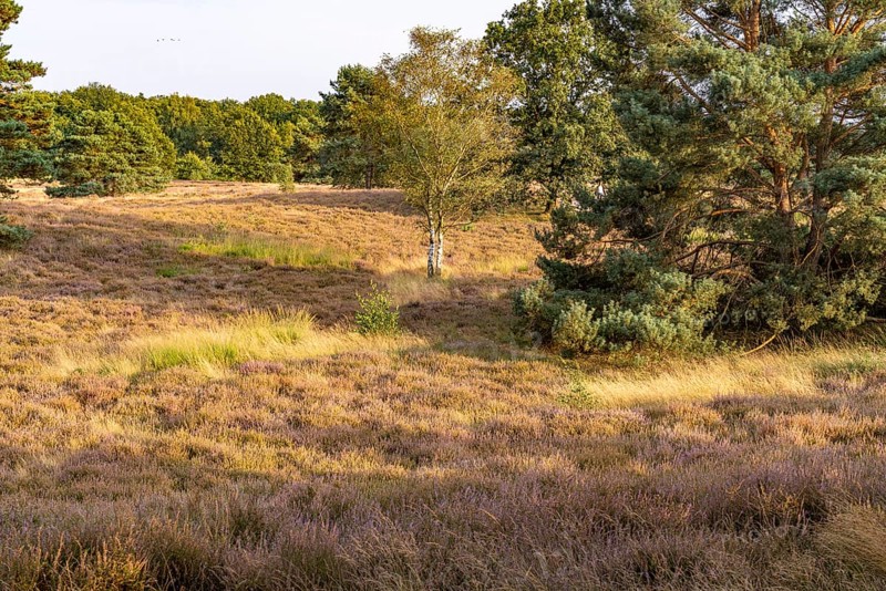 Westruper Heide nature reserve in Haltern am See, North Rhine-Westphalia, Germany