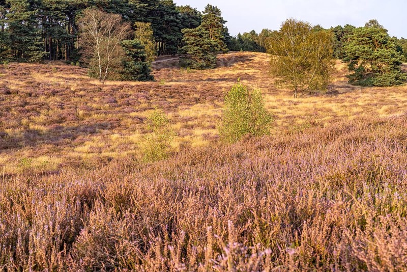 Westruper Heide nature reserve in Haltern am See, North Rhine-Westphalia, Germany
