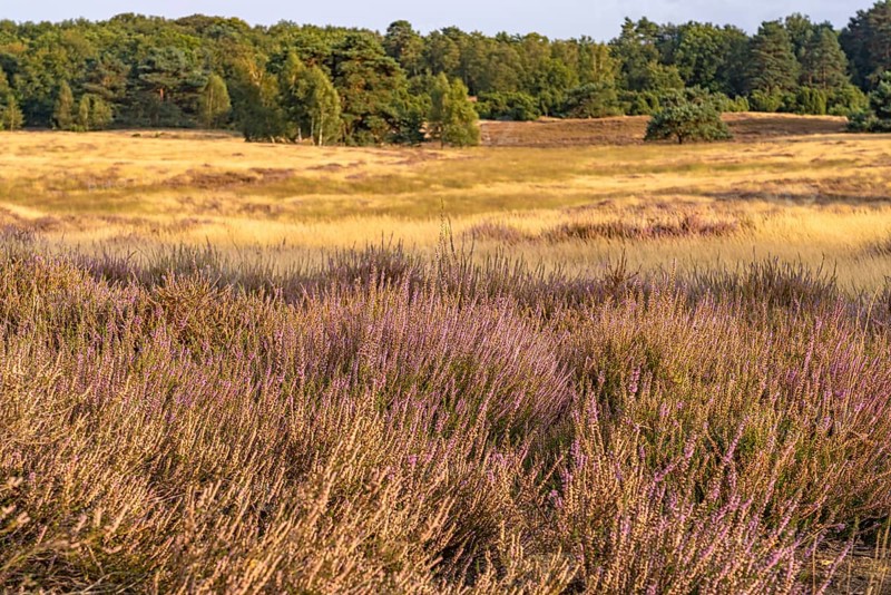 Westruper Heide nature reserve in Haltern am See, North Rhine-Westphalia, Germany