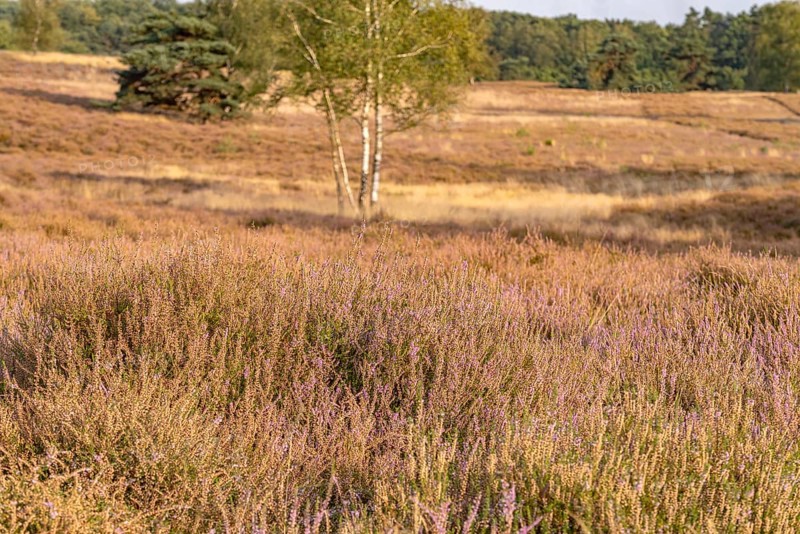 Westruper Heide nature reserve in Haltern am See, North Rhine-Westphalia, Germany