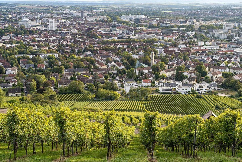 Vineyard am Wartberg and Heilbronn, Baden-Württemberg, Germany