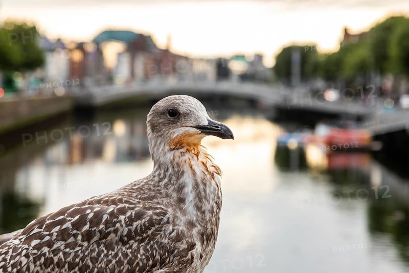 Seagull on the River Liffey, Dublin, Ireland