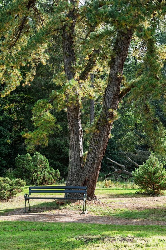 A large tree provides shade for a park bench in a green, peaceful park landscape, Arboretum Poortbulten, De Lutte, province of Overijssel, Netherlands