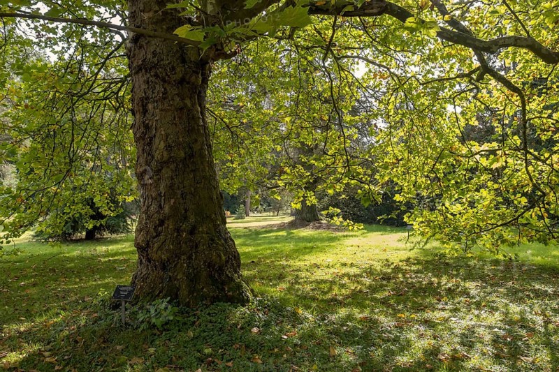 Oriental plane tree (Platanus orientalis), Arboretum Poortbulten, De Lutte, province of Overijssel, Netherlands