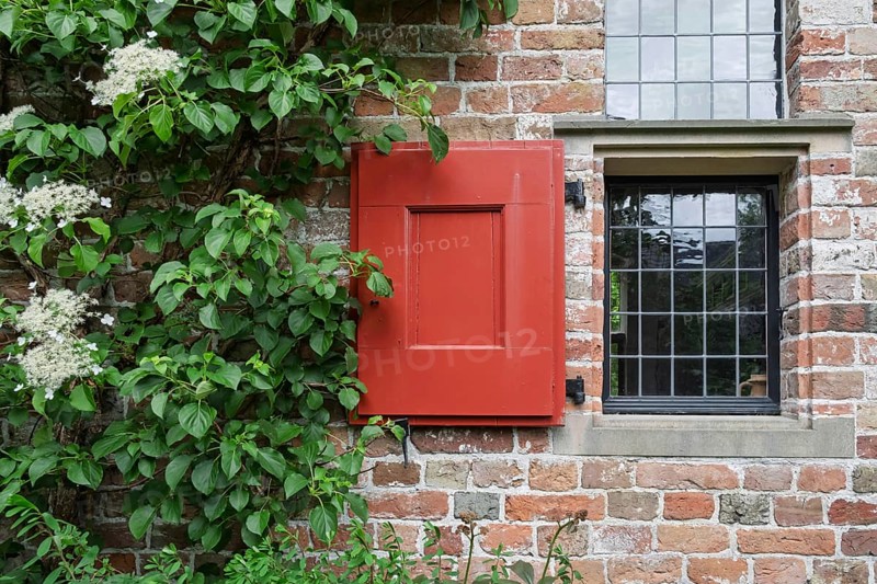 Brick wall with red shutters and a climbing hydrangea, Province of Groningen, Netherlands