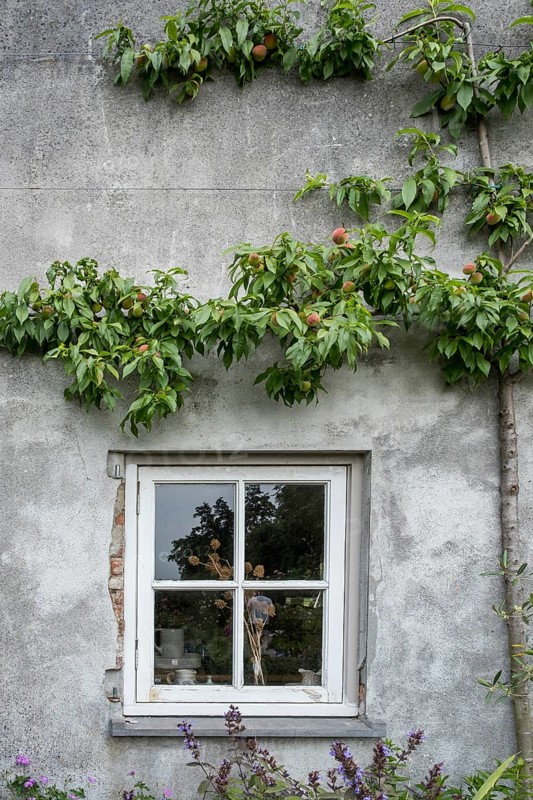 A window in a grey house wall, surrounded by a peach tree with fruit, radiates rural tranquillity, Netherlands