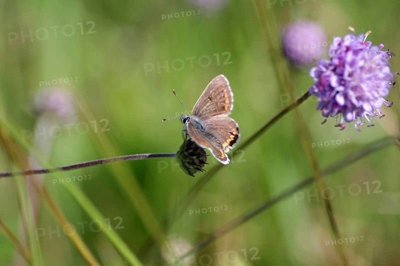 Blue butterfly (Polyommatus icarus), female, open wings, meadow, Germany