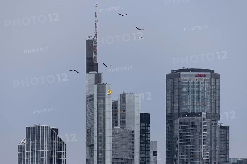 Birds flying over the bank towers of the Frankfurt skyline, Frankfurt am Main, Hesse, Germany