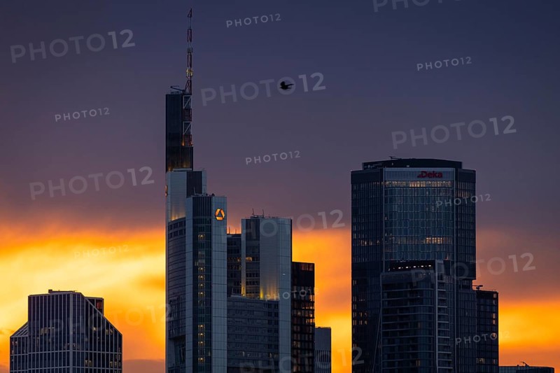 Birds flying over the bank towers of the Frankfurt skyline at sunset, Frankfurt am Main, Hesse, Germany