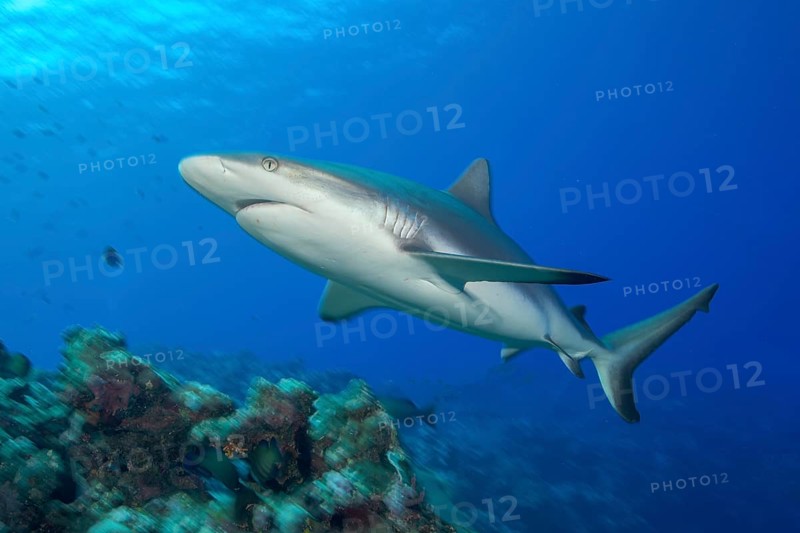 Underwater photo of Large female Grey reef shark in fast motion swimming quickly through blue water sea over tropical coral reef near shore close to viewer, tropical seas, Red Sea, Indian Ocean, Indo-Pacific, Pacific Ocean