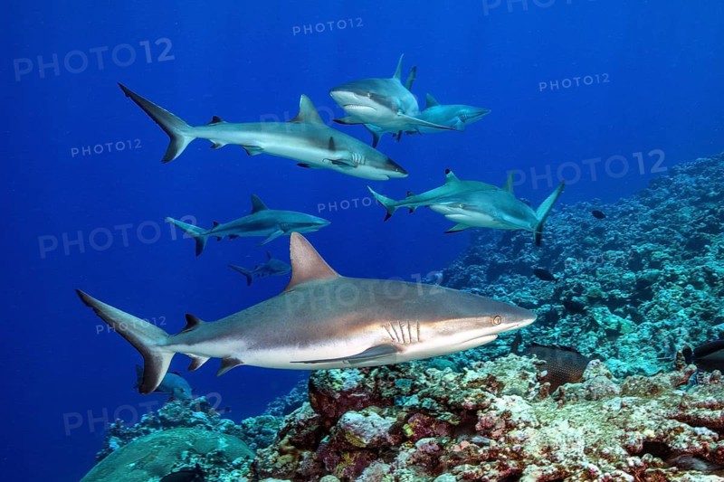 Underwater photo of group of small pack of Grey reef sharks (Carcharhinus amblyrhynchos) swimming hunting at reef edge edge of deep sloping coral reef at the edge of Yap Trench near Mariana Trench, Pacific Ocean, Yap Island, Yap State, Caroline Islands, FSM, Federated States of Micronesia, Australia, Oceania