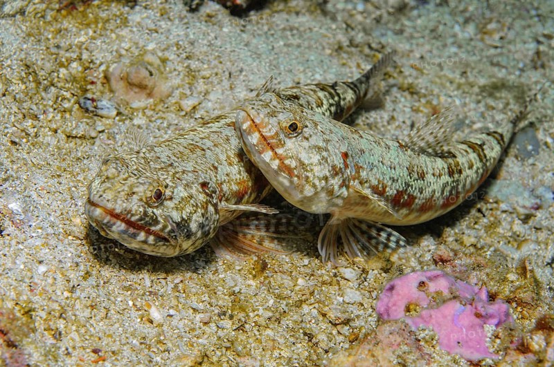 Two pairs of reef lizardfish (Synodus variegatus) lurking in camouflage, well camouflaged on sandy seabed waiting for prey, Pacific Ocean, Yap Island, Yap State, Caroline Islands, FSM, Federated States of Micronesia, Australia, Oceania