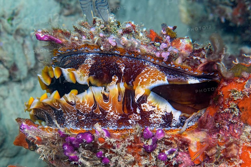 Underwater photo of Slightly open Variable Spiny Oyster (Spondylus varius) showing numerous many eyes on the coloured mantle rim, Pacific Ocean, Yap Island, Yap State, Caroline Islands, FSM, Federated States of Micronesia, Australia, Oceania
