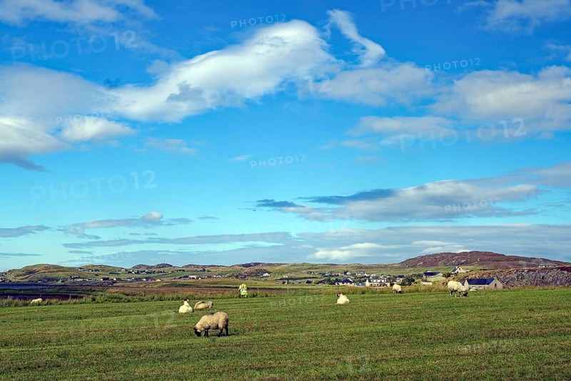Green meadow with grazing sheep under a wide, cloudy sky, Isle of Lewis, Hebrides, Scotland, Great Britain