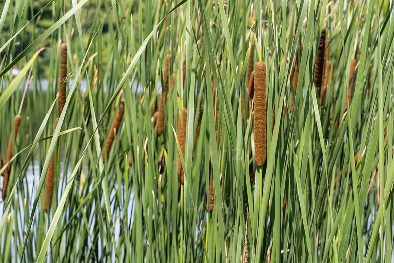 Cattail (Typha) on the banks of the Oelbach, Lake Kemnader, Witten, Ruhr area, North Rhine-Westphalia, Germany