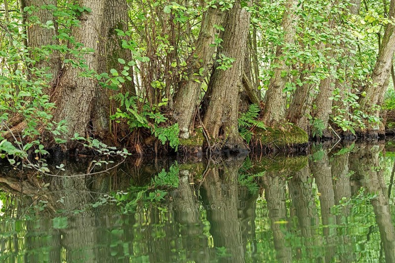 Trees, reflections, canal Alte Fahrt between Bolter Schleuse and Caarpsee, Müritz National Park, Mecklenburg Lake District, Mecklenburg-Western Pomerania, Germany