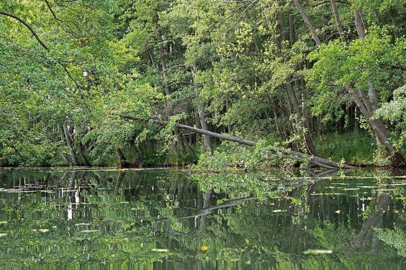 Trees, reflections, canal Alte Fahrt between Bolter Schleuse and Caarpsee, Müritz National Park, Mecklenburg Lake District, Mecklenburg-Western Pomerania, Germany