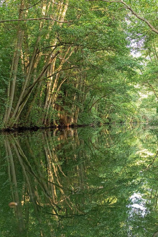 Trees, reflections, canal Alte Fahrt between Bolter Schleuse and Caarpsee, Müritz National Park, Mecklenburg Lake District, Mecklenburg-Western Pomerania, Germany