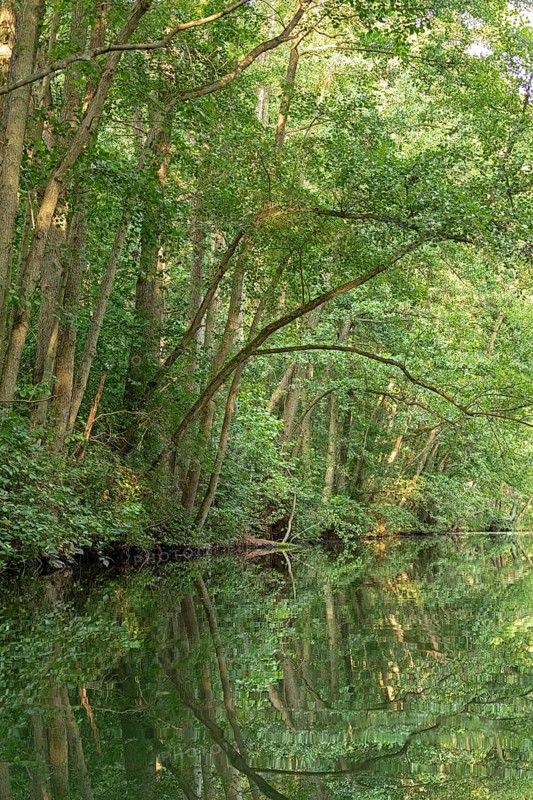 Trees, reflections, canal Alte Fahrt between Bolter Schleuse and Caarpsee, Müritz National Park, Mecklenburg Lake District, Mecklenburg-Western Pomerania, Germany